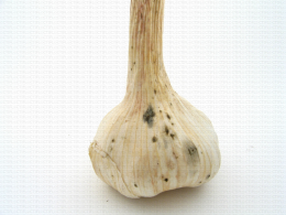 Ail, développement de taches de moisissure sur tunique extérieure due à une mauvaise conservation, champignon
